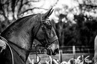 DSC_8226